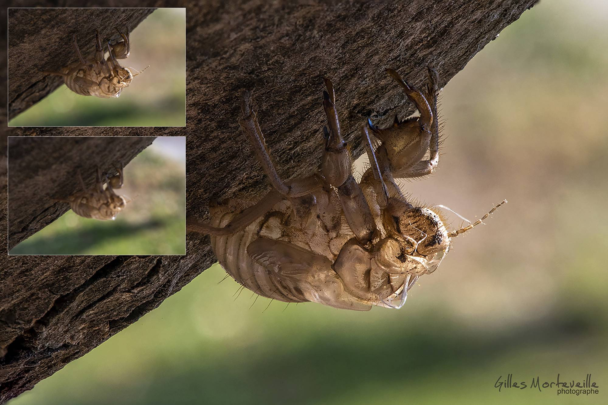 Comment assembler de images en focus stacking?